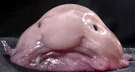 英国票选最丑动物 深海水滴鱼夺冠